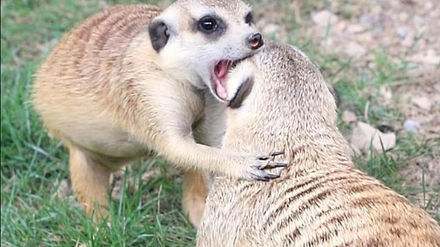 你会不会同我一起走