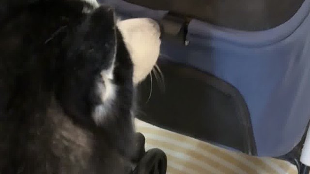 见到猫后Baron好怂，好好笑