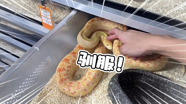 青春没有售价！主人浅尝一下！