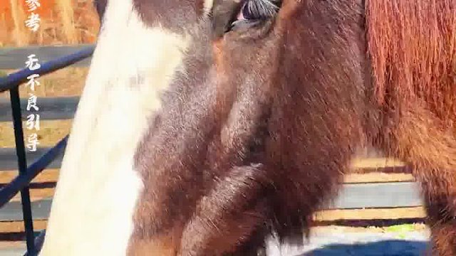 若马的鬃毛过长，需要修剪，以展现其独特魅力