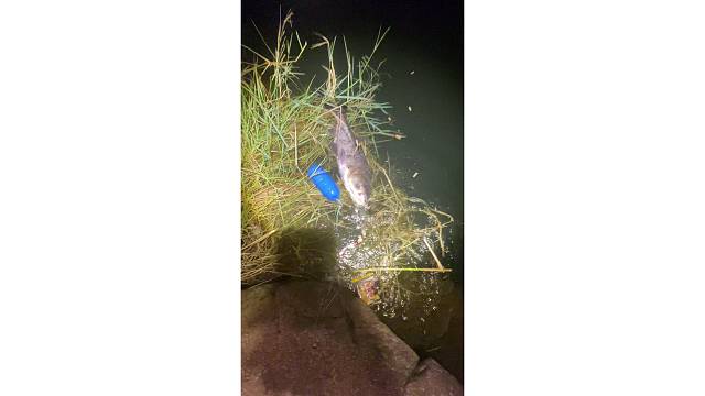 跑一条脱一条上一条