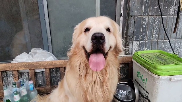 涛哥摸辛巴 哈瑞都看在眼里 醋王上线