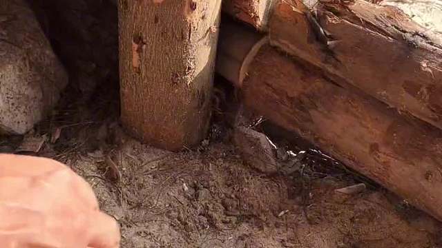 50多斤的大鱼打窝！期待明天退潮后的收获