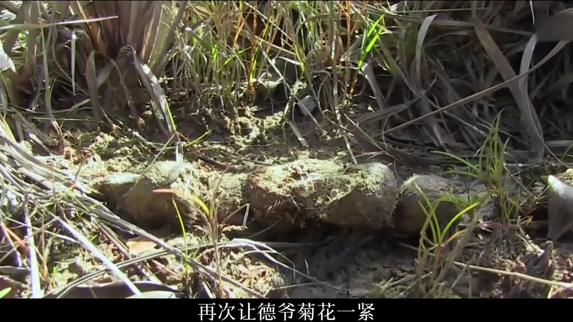 德爷委内瑞拉荒野求生，实现蛋白质自由，撸着刺鼠烤串，吃着碳烤鲶鱼!(3)