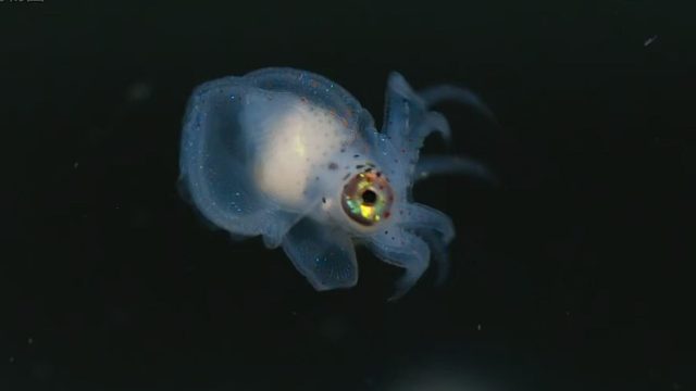 朝生暮死是我的宿命，我就是蜉蝣