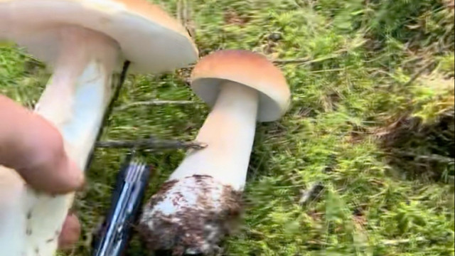 【故山春】最新视频已上线，快来围观！