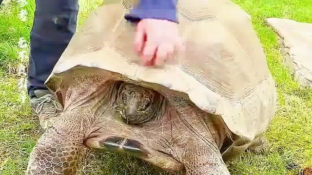 如果你用22口径的子弹，射击这个龟壳，子弹能够直接击碎它吗