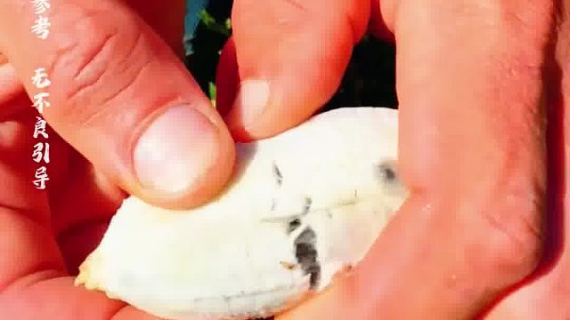 香蕉虽无种子，但仍能繁殖，绝不会灭绝