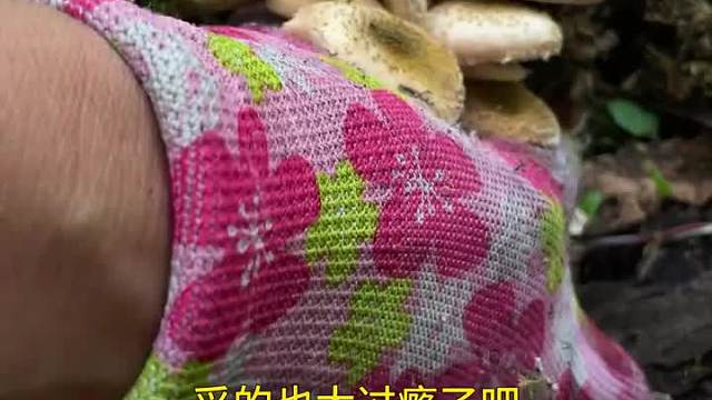 下完雨之后，咱们菌窝里面的蘑菇大爆发了