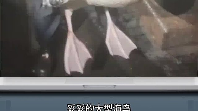 盘点那些比你想象中大的多的动物