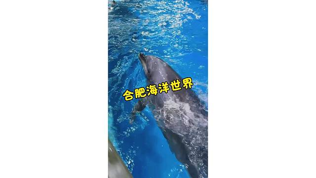 被小海豚治愈的瞬间