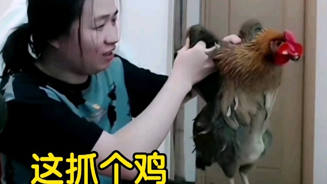 吕德华杀鸡视频，土鸡的来源