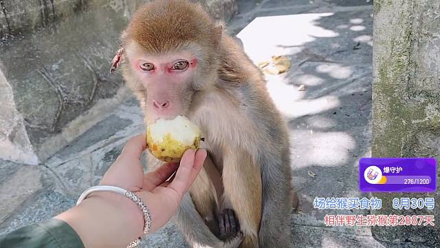 罗大脸叨叨菜的一天