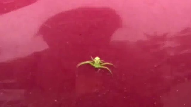 这些萌萌的小虫，你都见识过哪些种类？