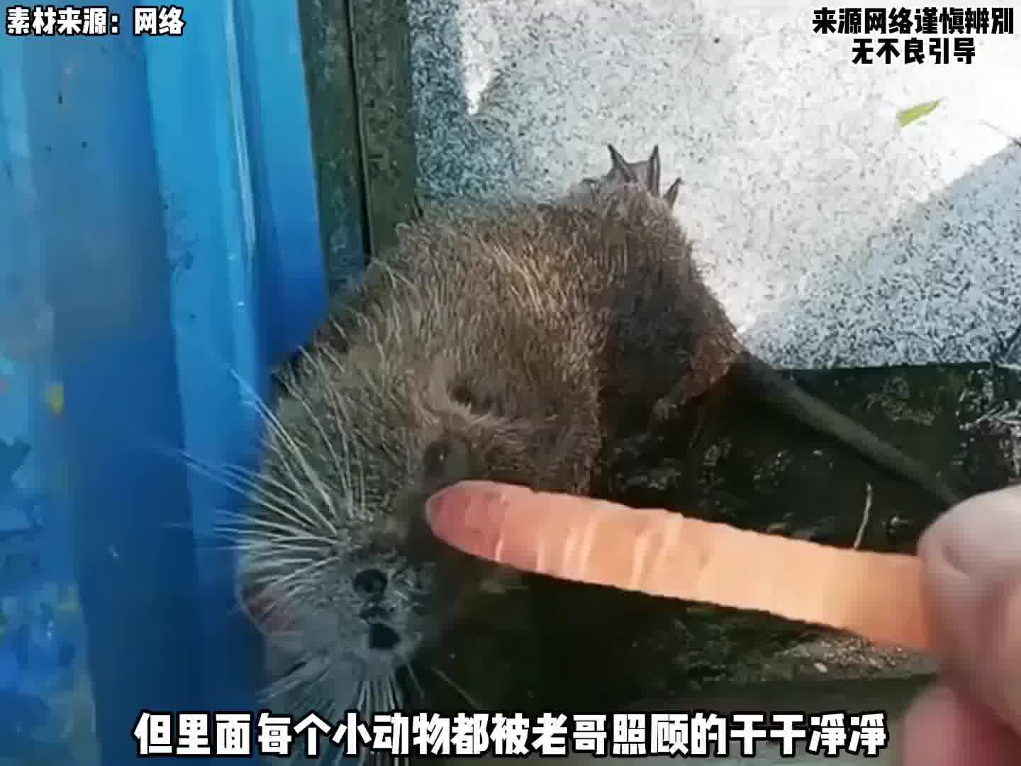 老哥只是发现喜欢的动物国家不让养，居然自己办证开了一个动物园？！