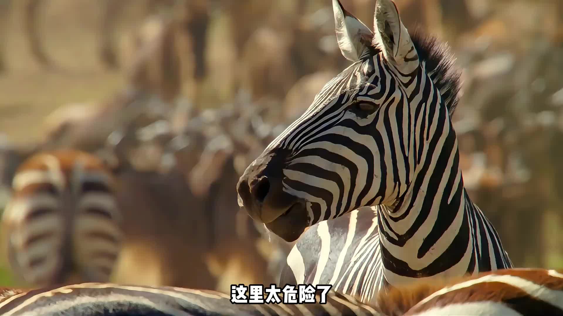 幼崽命悬一线