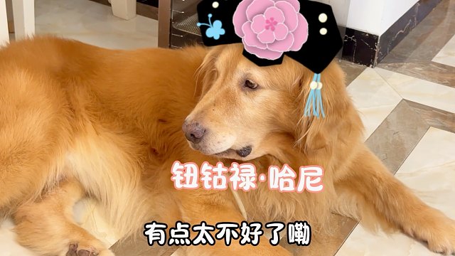 来了新狗，让原本懒洋洋的狗积极起来了！狗子也会争宠？