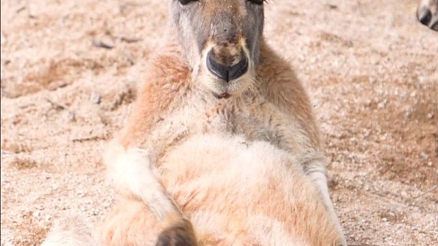 人，我是鼠，要来一起挠痒痒吗