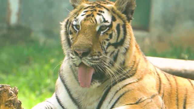 圆头圆脑，没有烦恼