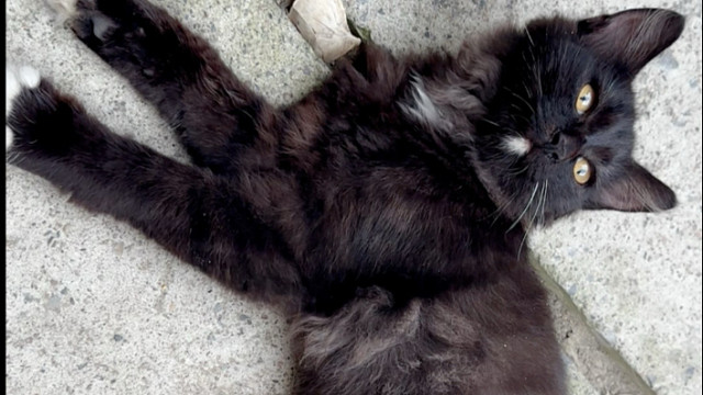 来个人劝劝我不要再捡猫了（可云抓头版）