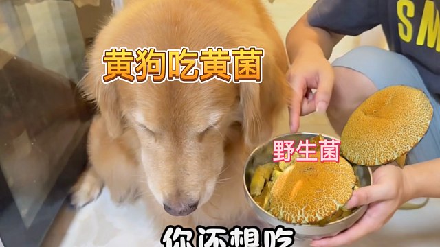 勇敢主人孤身闯深山，只为给黄狗寻……