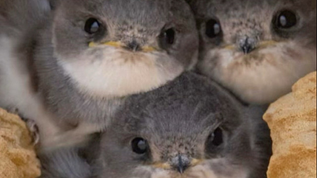 崖沙燕：蜗居的小可爱，幻想着外面的世界有多精彩！