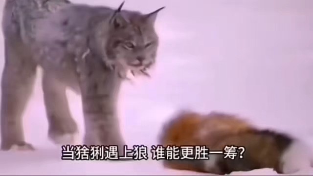 猞猁遇上狼，谁能更胜一筹？屠狼机器"猞猁有多凶猛"？