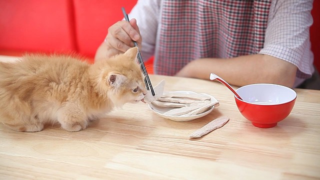 标兵自我修养：如何让猫过上‘躺平生活’