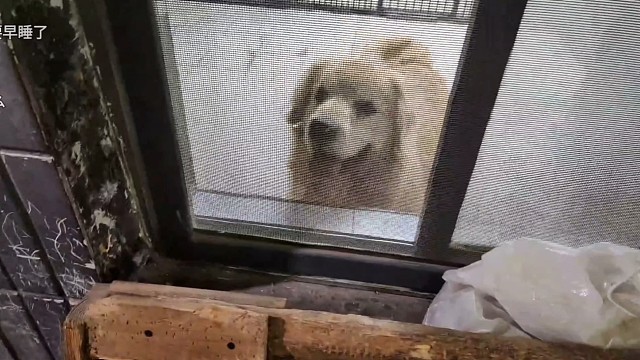 乖乖呆在房间里的瑞瑞