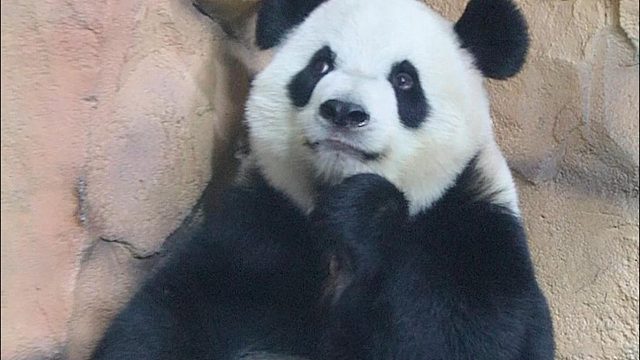 吃个苹果冷静一下吧