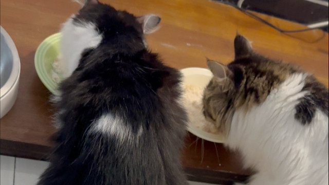 养过狮子猫的朋友告诉我它尾巴那么长的吗，还是幼猫嘞