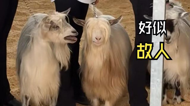 那些动物们的尴尬时刻！