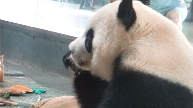 奶爸：自己养的小朋友，怎么拍都好看