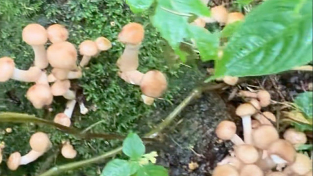 雨下得越大，菌子越多