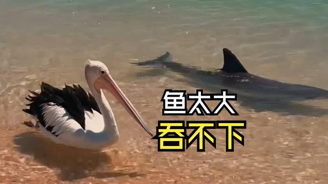 那些神奇的动物视频！