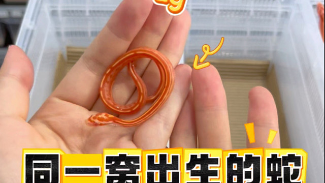 一窝出生最大8g最小2g