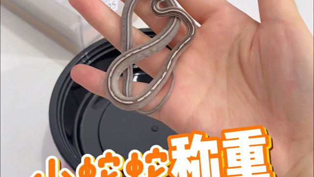 玉米蛇称重发货