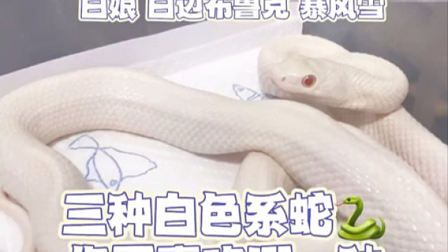 白色系蛇你更喜欢哪款