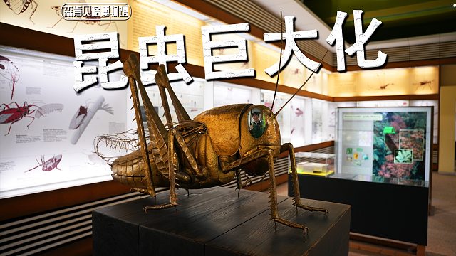 【陈睿】超酷昆虫装置与精美标本！动物爱好者的天堂，德国森肯贝格自然历史博物馆