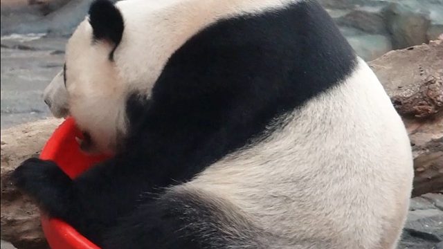 质量非常好，熊熊很满意