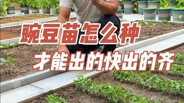 豌豆苗这样种，出苗快长的快#豌豆苗