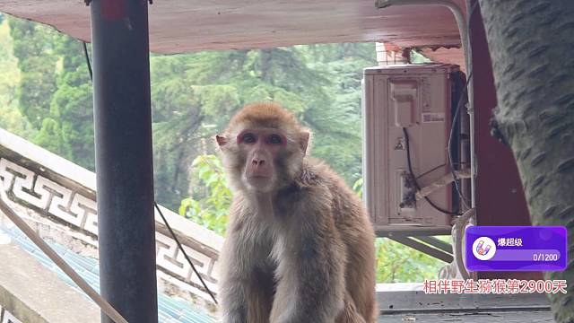 改名不可一世菜