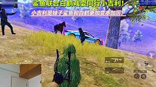 鯊魚聯(lián)合白鶴戲耍同行小吉利！小吉利是妹子鯊魚的白鶴更加變本加厲！