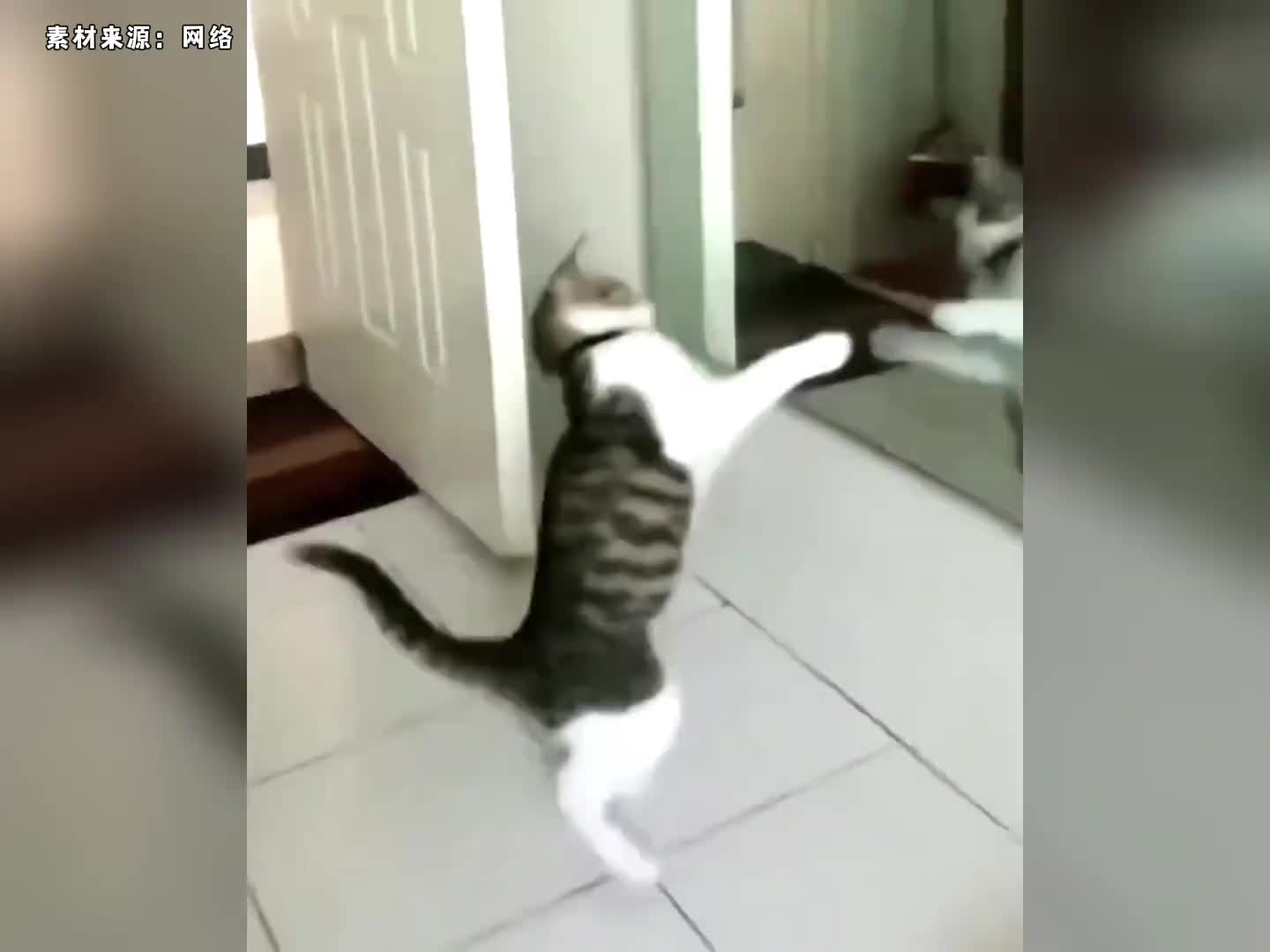 拥有一只会武功的猫咪到底有多炸裂…