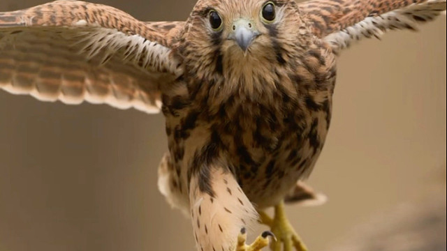 红隼：生活在小区里的“秘密警察”。