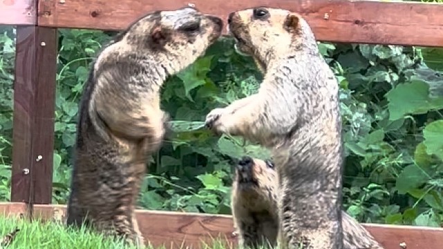 想现场来“劝架”？专属优惠票安排上！