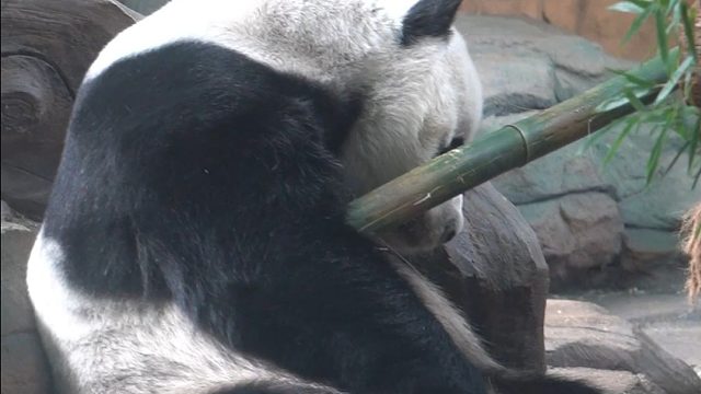 阿愿也是一位古灵精怪的小朋友