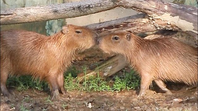 它跑，它追，它插翅难飞~