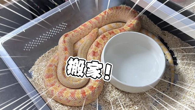 我再也不养大型蛇了，这玩意怎么每年都要搬一次家啊T_T