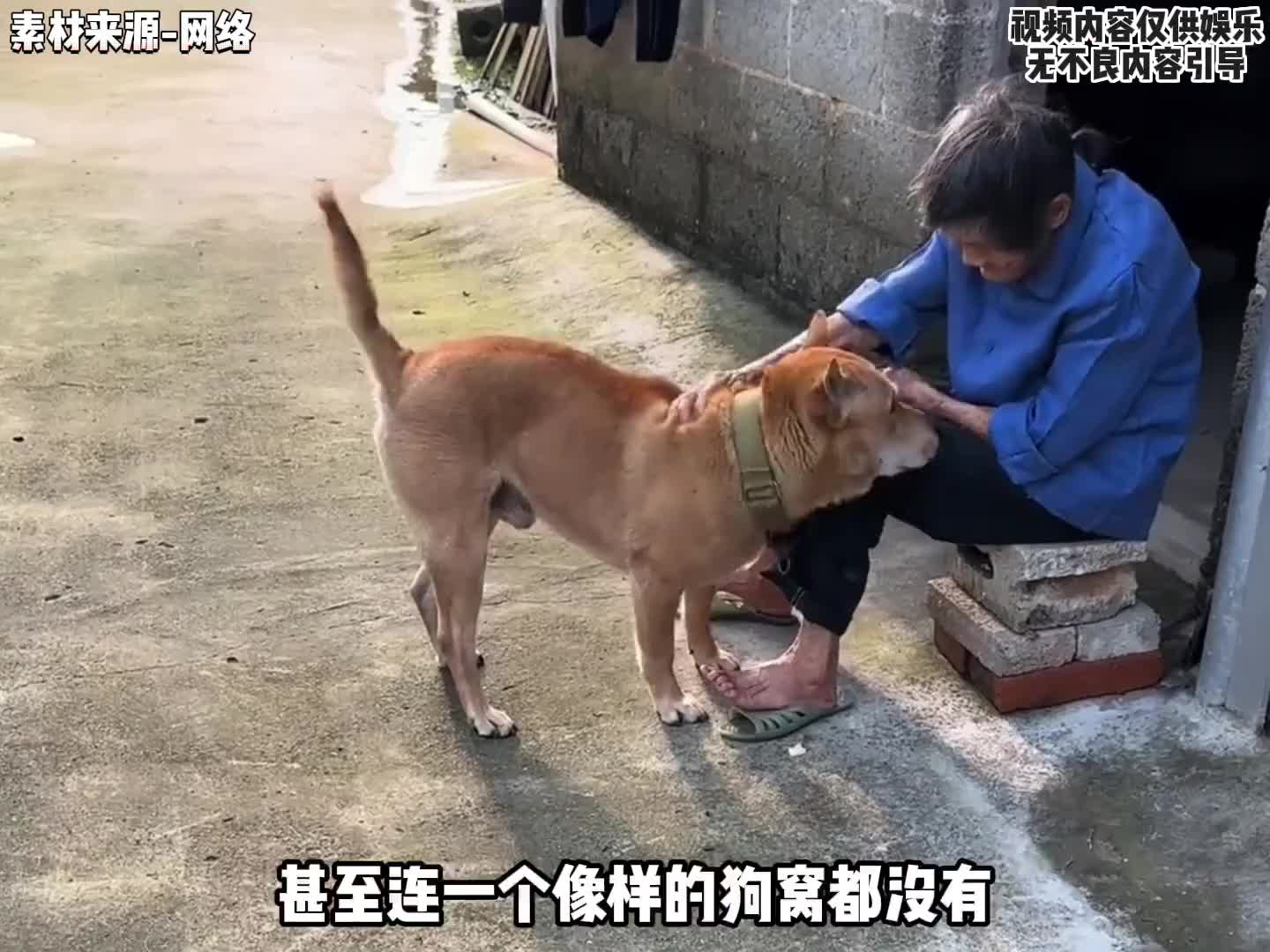 原来老祖宗留给我们的东西才是最好的，中华田园犬绝对是最有边界感的狗狗？！